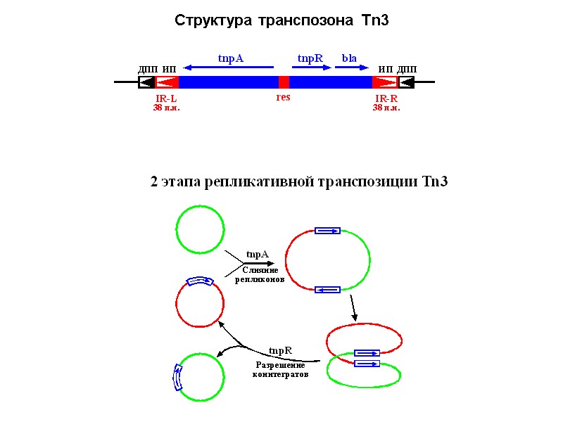 Структура транспозона Tn3